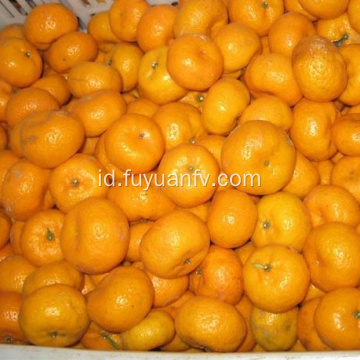 fresh baby mandarin orange pabrik ekspor langsung